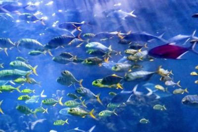 武漢極地海洋世界門票多錢？