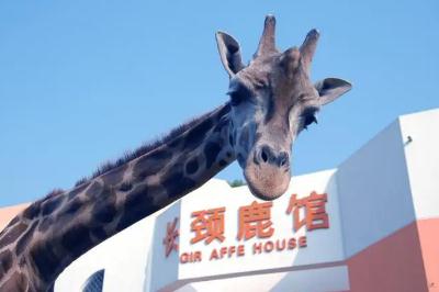 武漢動物園要門票嗎？武漢動物園門票多錢？