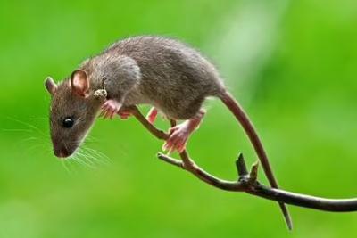 夢見老鼠是什么意思,預示代表著什么