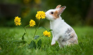 兔子屬于什么類動(dòng)物 關(guān)于兔子的介紹