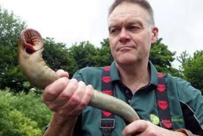 七鰓鰻魚會咬人嗎（七鰓鰻咬人嗎）