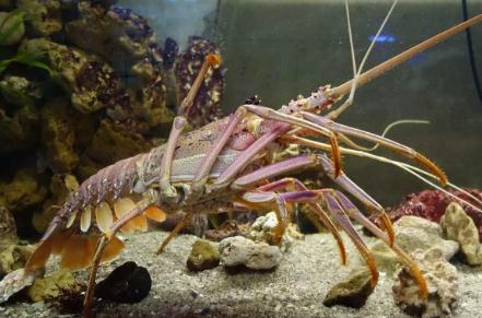 龍蝦吃什么 龍蝦的食物有哪些