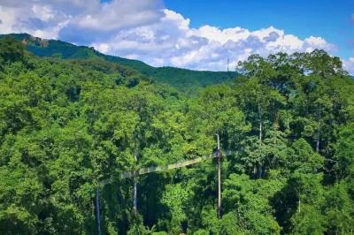 望天樹熱帶雨林景區_西雙版納旅游攻略