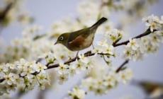 驚蟄哪些動物蘇醒 驚蟄什么動物蘇醒