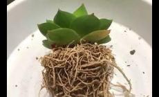 新買回來的多肉苗子怎么修根 剛買回來的多肉如何修根
