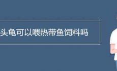 黃頭龜可以喂熱帶魚飼料嗎