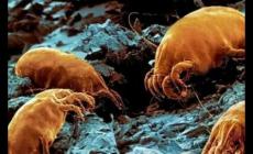 螨蟲造成的皮膚問題有哪些