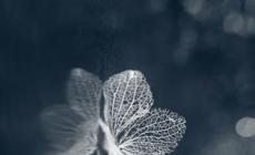 希特勒的電影最經典的有哪些（十分精湛的7部德國驚世電影）