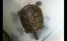 烏龜亞成體是什么意思（什么樣的烏龜算亞成體）