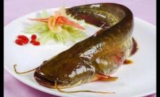 鯰魚到底是吃什么長大的