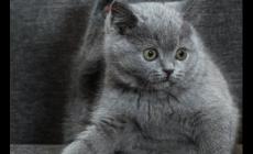 夢到貓是什么意思 夢見貓有何預兆周公解夢