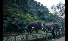 野象谷：西雙版納野象谷_西雙版納旅游攻略