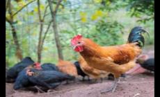 雞的習性有哪些（雞的習性介紹）