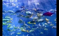 武漢極地海洋世界門票多錢？