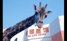 武漢動物園要門票嗎？武漢動物園門票多錢？
