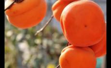 未成熟的柿子吃了為什么會澀口 柿子未成熟的時候吃起來會很澀