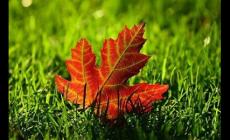 農歷七月的別稱有哪些  農歷七月雅稱是什么