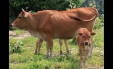 夢見黃牛是什么意思  夢到黃牛預示著什么