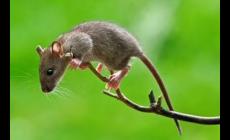 夢見老鼠是什么意思,預示代表著什么