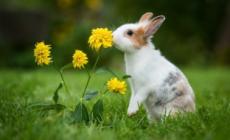 兔子屬于什么類動物 關于兔子的介紹