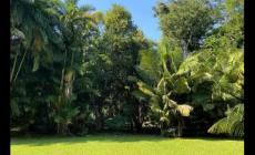 西雙版納旅游攻略 勐侖植物園