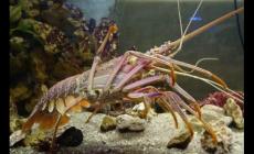 龍蝦吃什么 龍蝦的食物有哪些