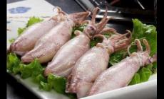 海洋中的魷魚是魚嗎？并不是，魷魚屬于軟體動物