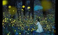 武漢螢火蟲公園在哪？武漢螢火蟲公園簡單介紹資料