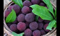 浙江哪里的楊梅最出名  浙江哪里的楊梅最好吃