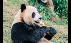 丫丫是什么動物，丫丫是什么動物呢?