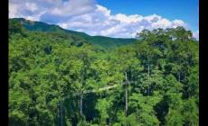 望天樹熱帶雨林景區_西雙版納旅游攻略