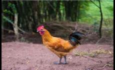 公雞為什么不能養三年