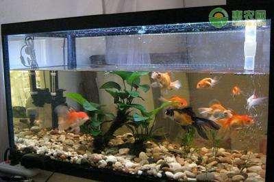 黃粉的正確使用方法插圖2