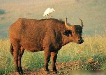 屬牛的今年多大2024年了