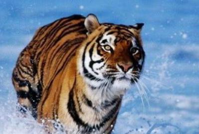 虎進(jìn)門必傷人傷的是誰