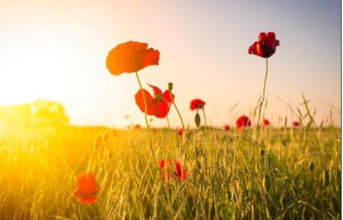 一個開玩笑試探性的表白句子