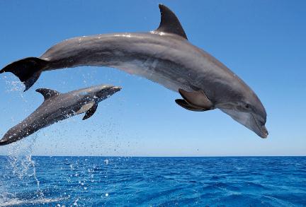 海豚是哺乳動物嗎？海豚是不是哺乳動物？