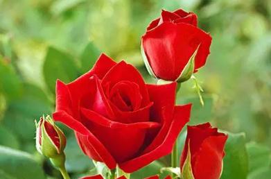 英國(guó)國(guó)花是什么花 英國(guó)國(guó)花是什么花名字