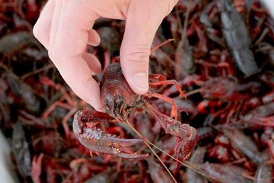 夢到了龍蝦夾手是什么預兆 周公解夢