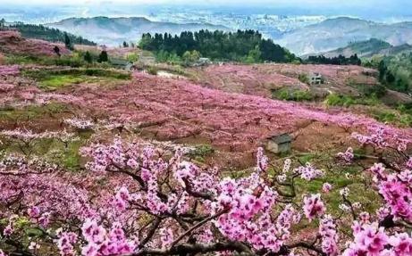 2024成都青白江龍門(mén)桃花季活動(dòng)最新消息（時(shí)間、地點(diǎn)、活動(dòng)內(nèi)容）