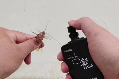蟑螂怕香水味嗎?蟑螂怕香水嘛?蟑螂怕什么