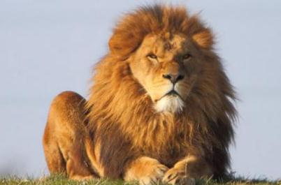 獅子男會(huì)冷落喜歡的人嗎