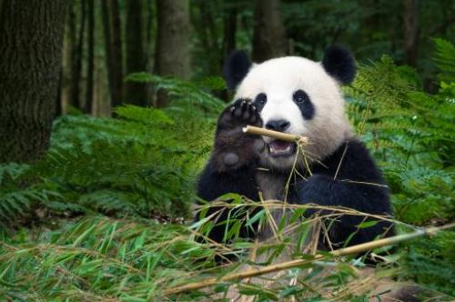 熊貓生態(tài)公園在哪里 成都大熊貓博物館介紹攻略