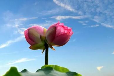 并蒂蓮的象征意義是什么