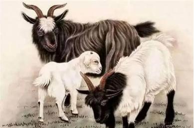 屬羊人哪年出生命最好 1979年生的屬羊人命運解析