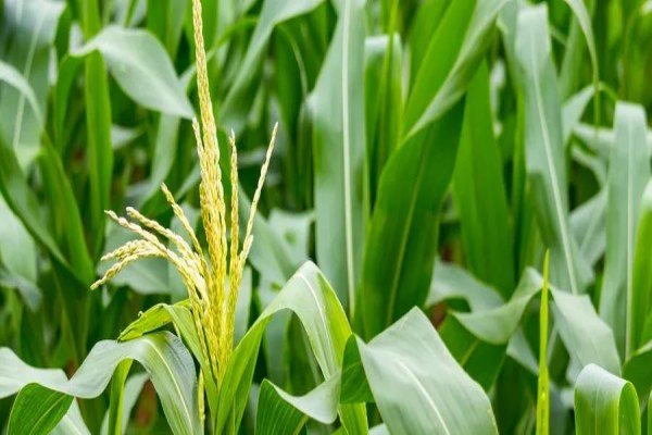 玉米什么時候傳入中國 .jpg