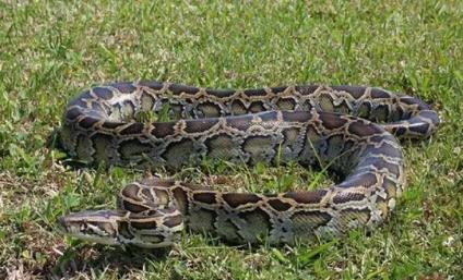 中國最大一條蛇多大？有記錄的