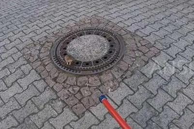 下水道有老鼠咬水管怎么辦及預防方法