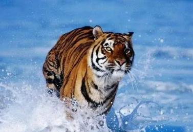 屬虎的最怕的三個生肖是什么