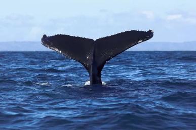 鯨享卡是干什么用的 鯨享卡是什么有什么用